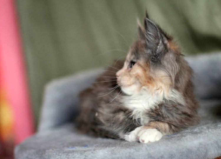 Голова Мейн куна стандарт