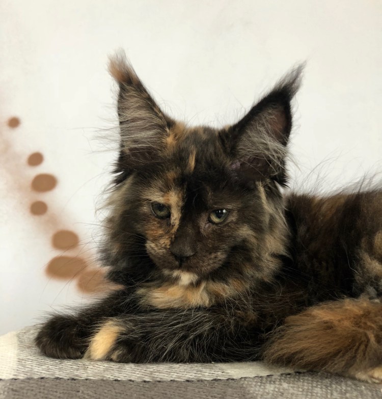 Голубокремовая мраморная черепаха Мейн кун