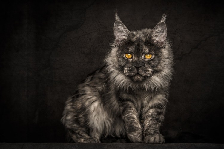 Мейн-кун Стюарт