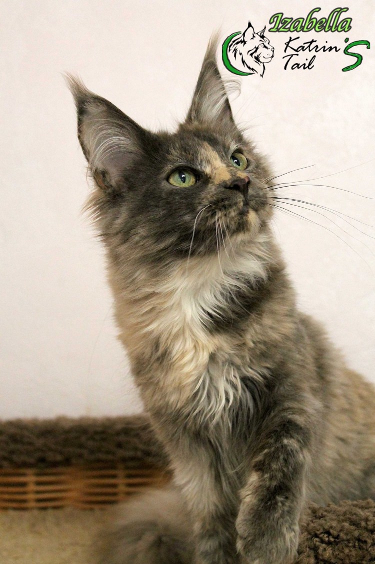 Мейн кун черепаховый окрас