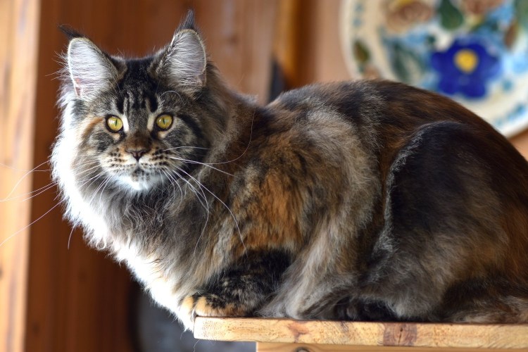 Мейн кун черепаховый мраморный