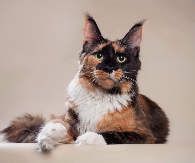 Голубокремовая Мейн кун