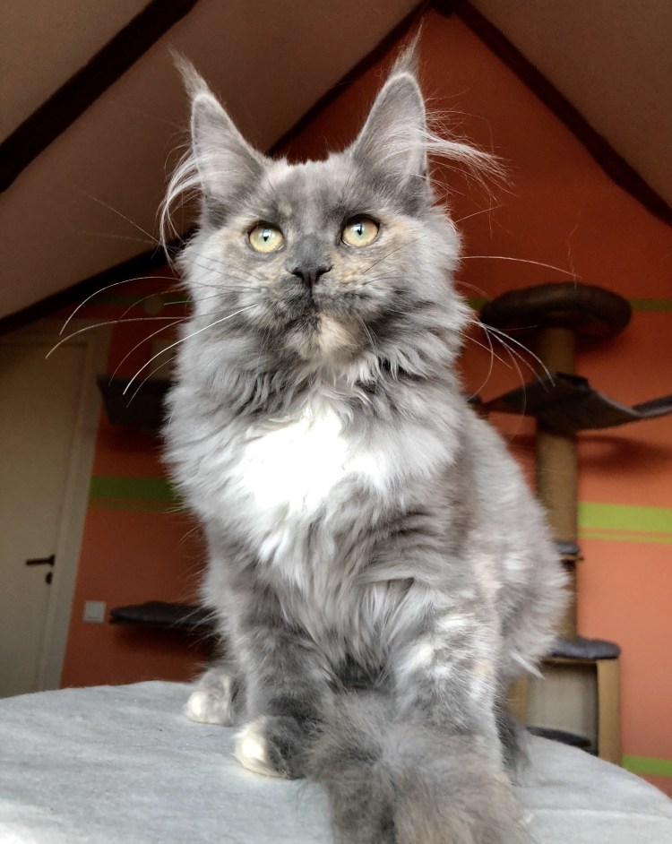 Окрас кошки MCO ds22