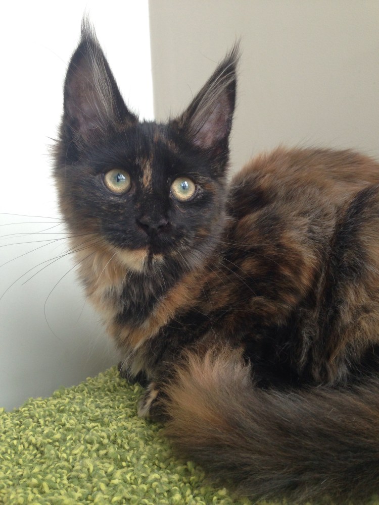 Фэмили старс питомник Мейн кунов