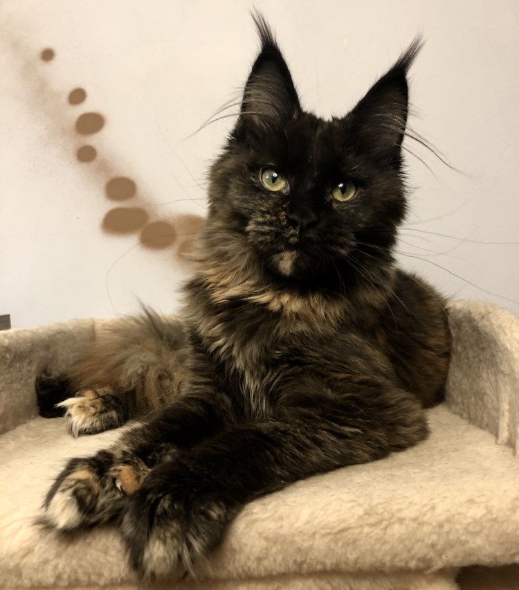 Фото красивых окрасов у Мейн кунов на фоне леса