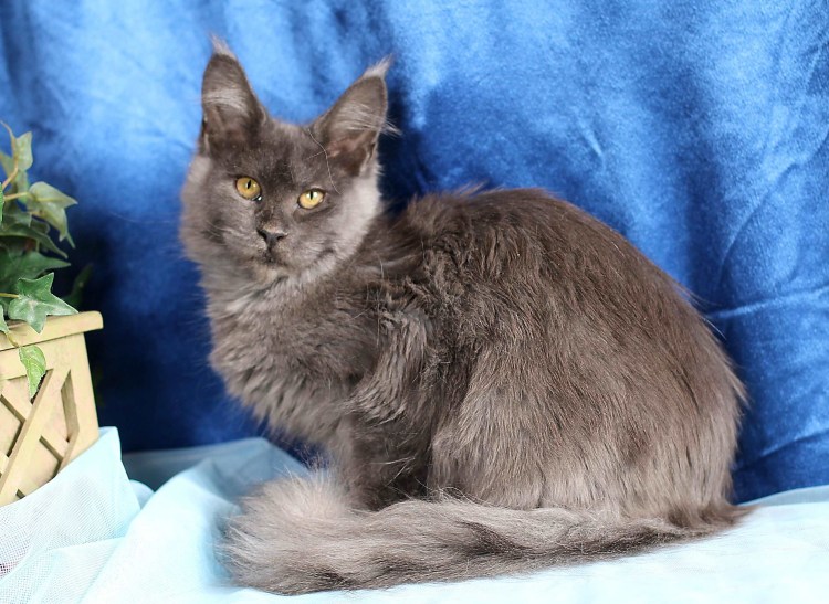 Тикированная черепаха Мейн кун