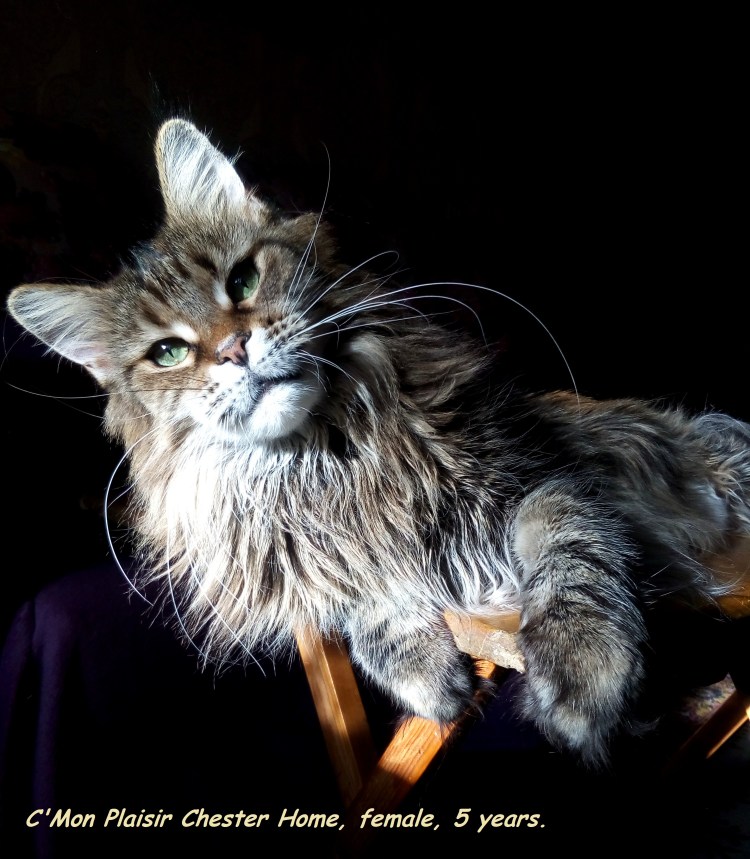 Дымная черепаха Мейн кун