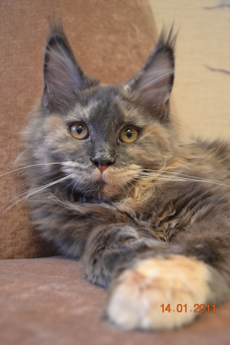 Мейн кун американский Тип