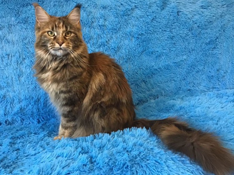Черепаховый кот Мейн кун