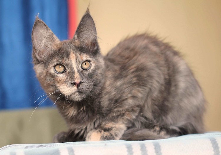 Мейн кун серый мрамор