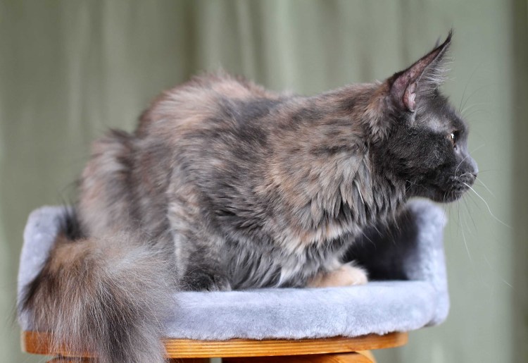 Голубокремовая мраморная черепаха Мейн кун