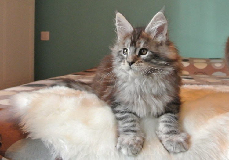 Мейн кун пятнистый