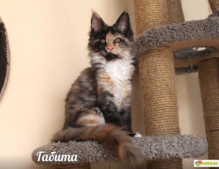 Мейн кун чепрачный