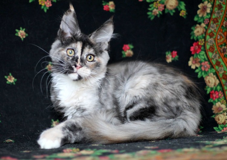 Мейн кун кошка голубая