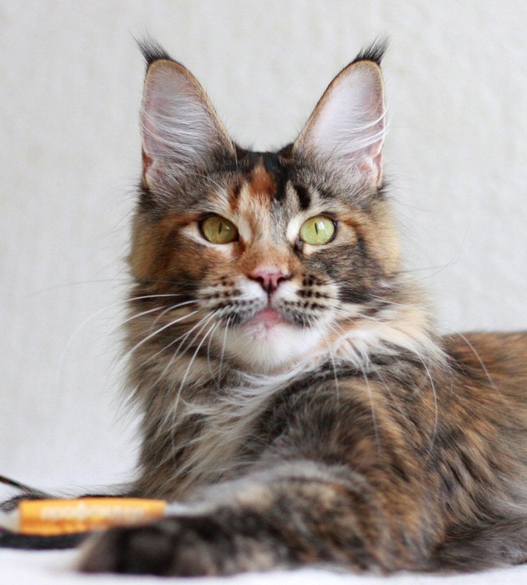 Мейн кун черепаховый окрас