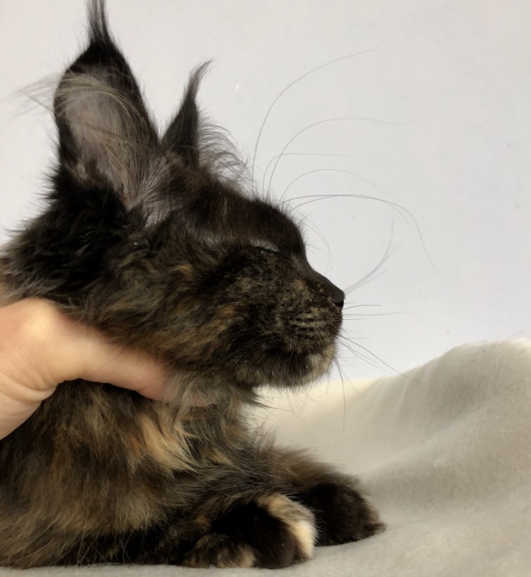 Фото Мейн куна с человеком черепаховая