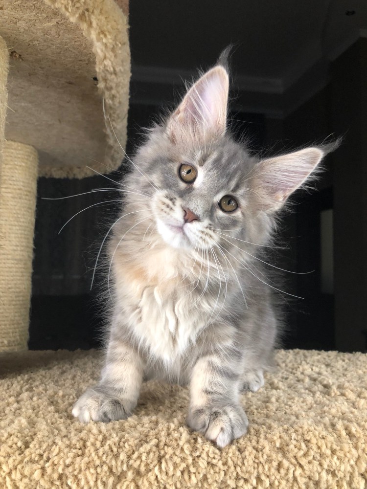 Мейн кун голубой мрамор полидакт