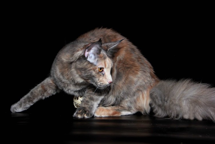 Голубокремовая кошка Мейн кун