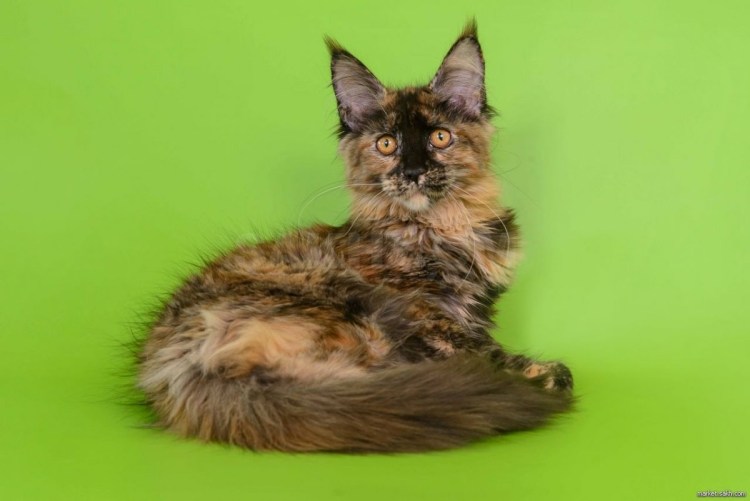 Европейский Мейн кун серый