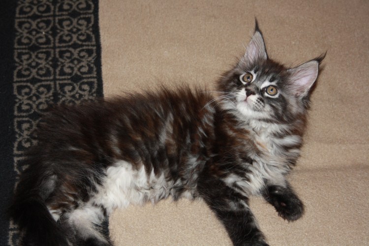 Карисса питомник Мейн кунов