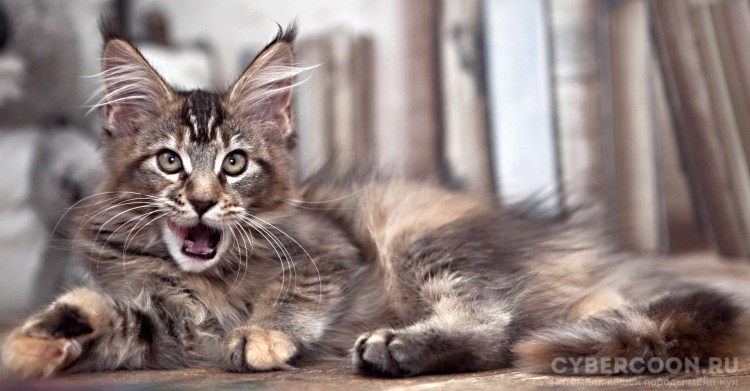 Голубокремовая черепаха Мейн кун