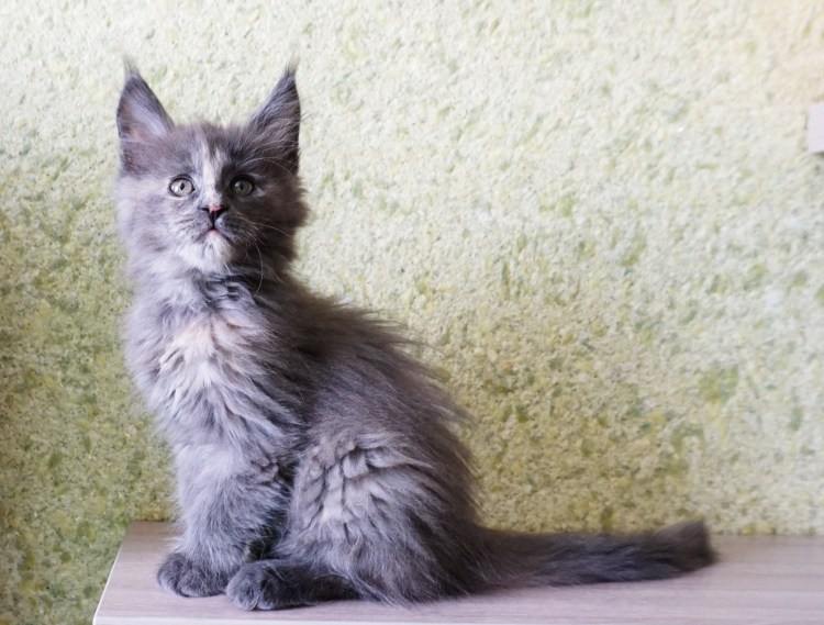 Мейн кун черный