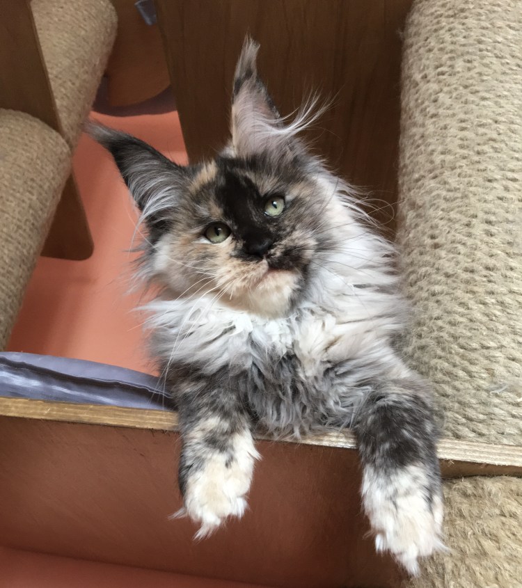 Мейн кун серебристый черепаховый