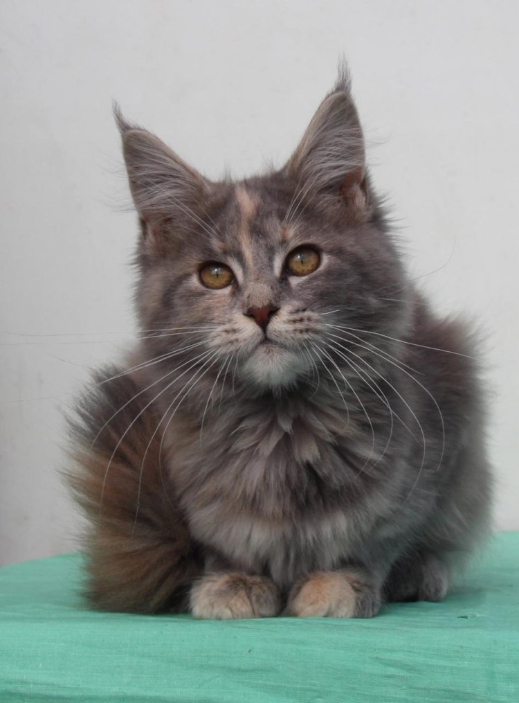 Голубой черепаховый Мейн кун