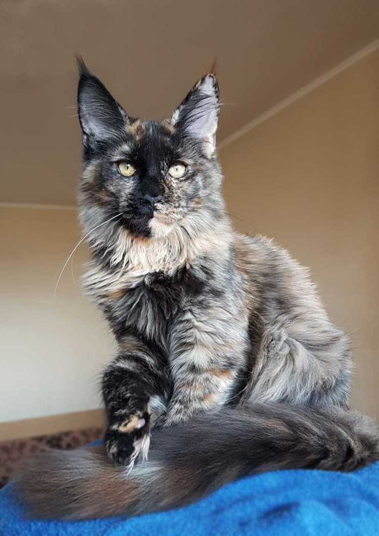 Характер кошек Мейн кун