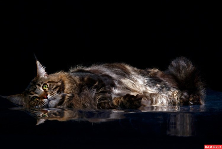 Голубокремовая черепаха Мейн кун