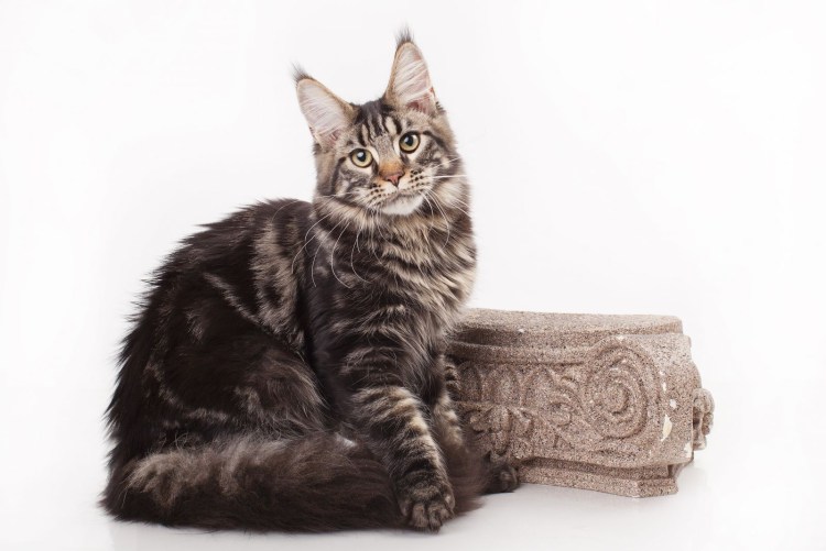 Мейн кун fs22