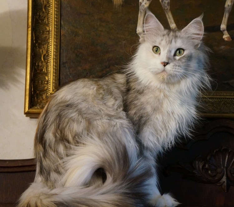 Robert Sijka Maine Coon