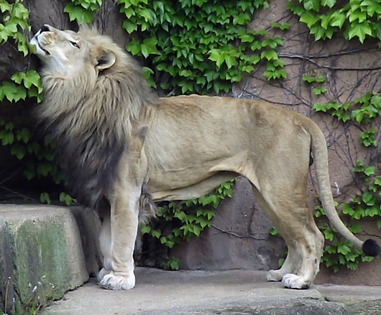 Черногривый Лев