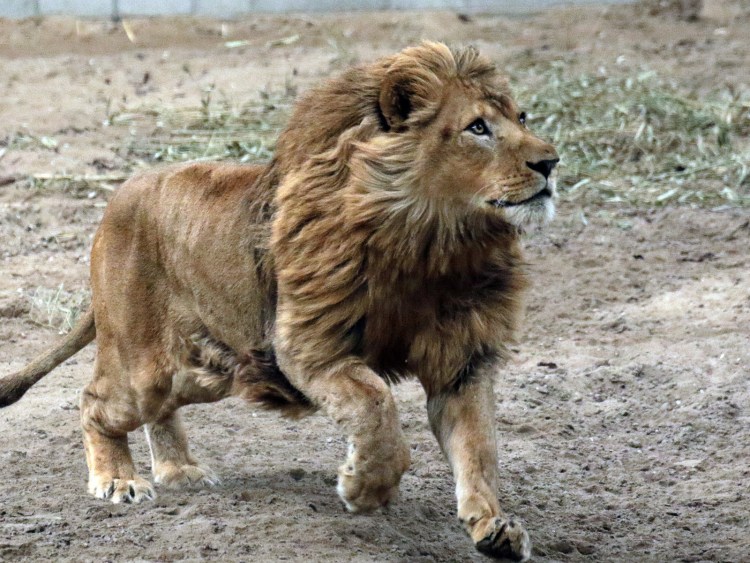 Адопты персонажей Король Лев львы