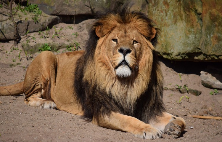 TLK Король Лев стиль