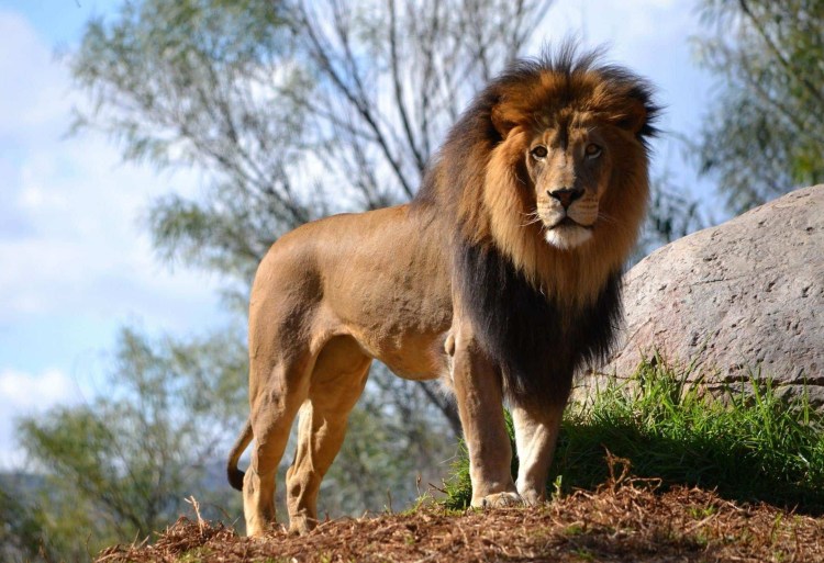 Берберийский Лев