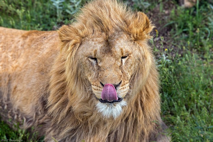 Меланизм у Львов