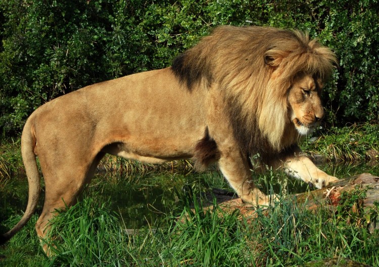 Расцветка Льва