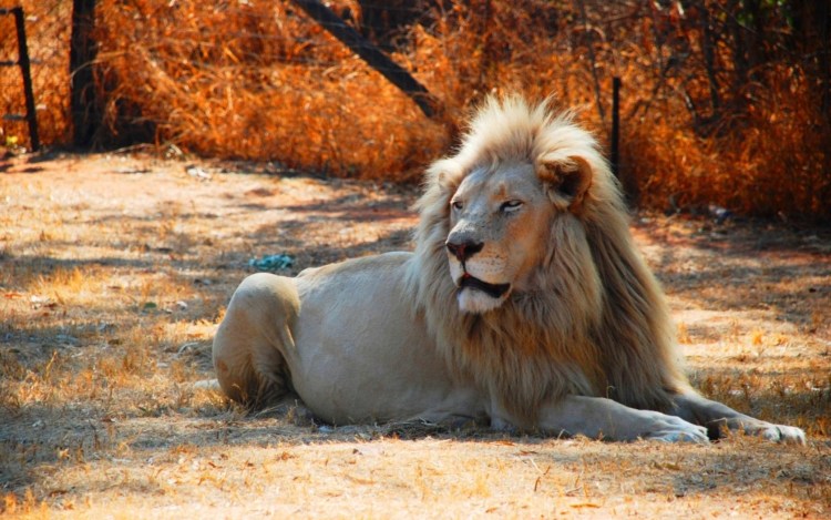 Масайский Лев