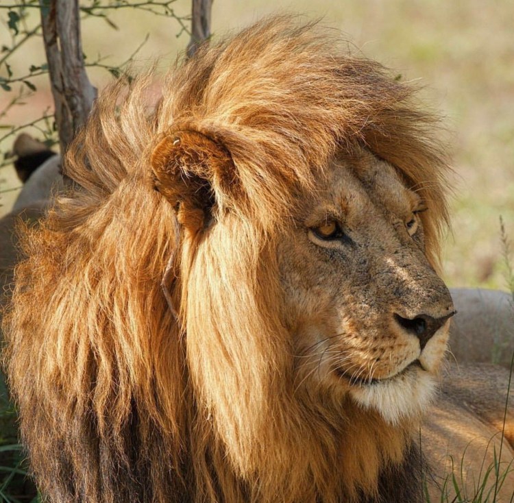 Король Лев джунгли