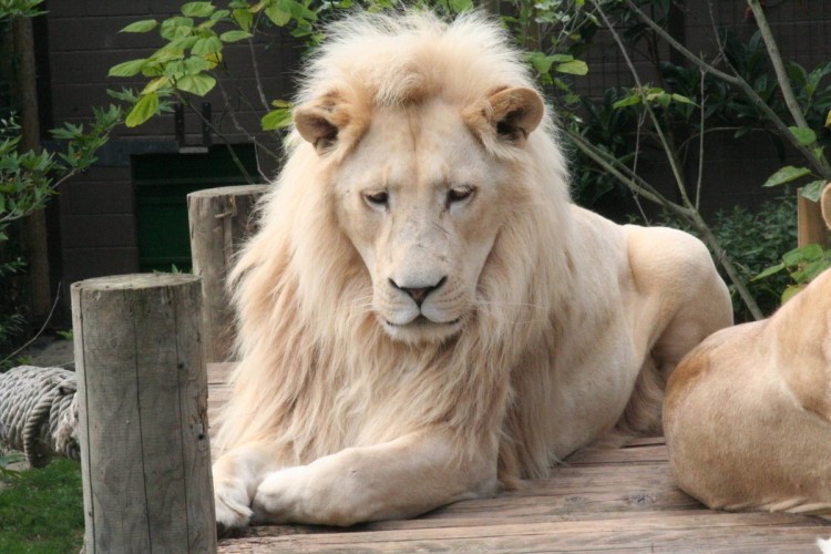 Лев с тёмным окрасом