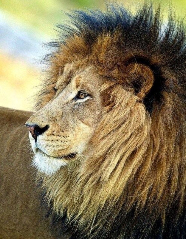 Сенегальский Лев