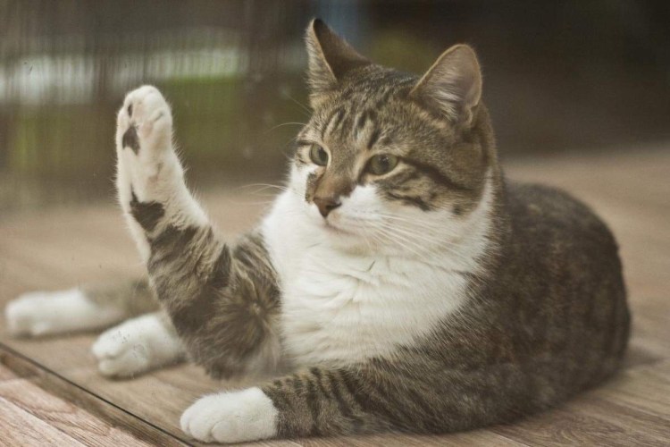 Смешные котята