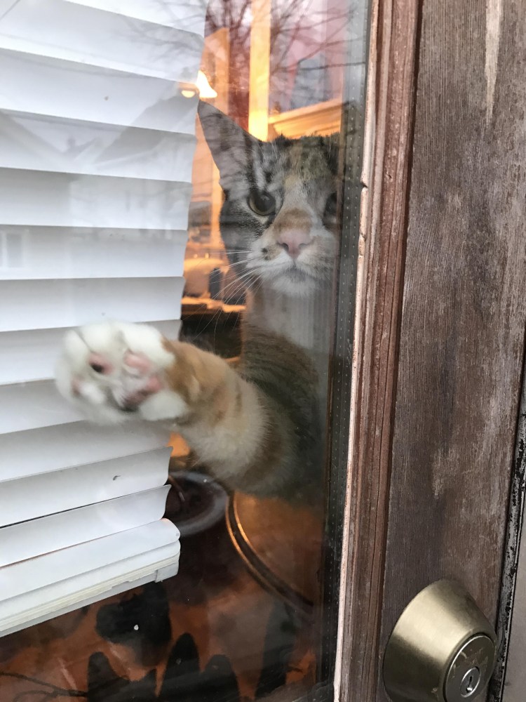 Котенок машет пока