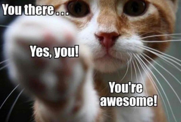 Прощание с котом