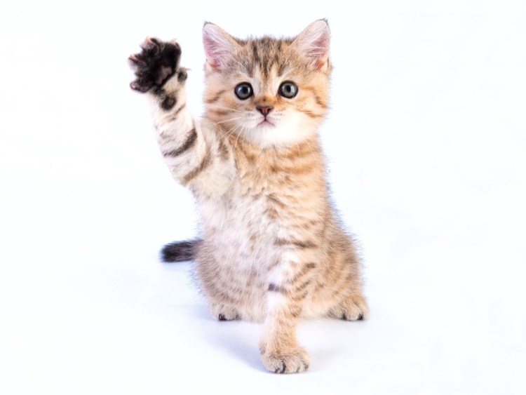 Кавайные бурундук