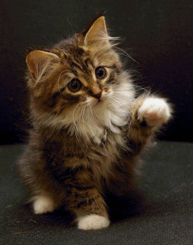 Котенок прощается