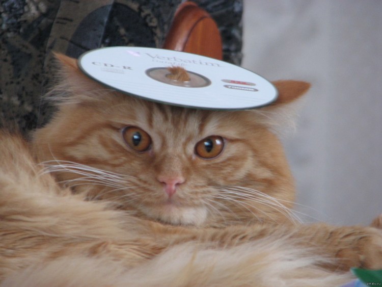 Девушка гладит кошку