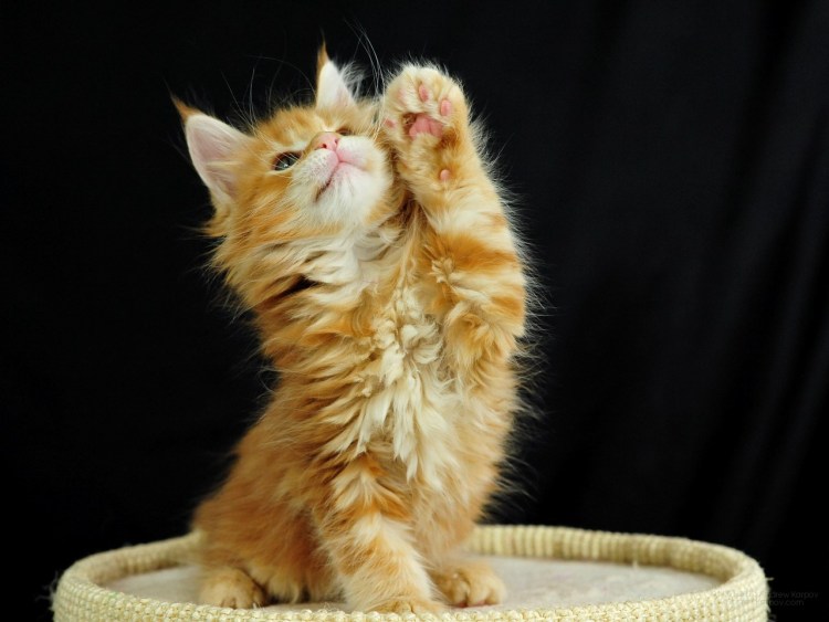 Котенок машет лапой