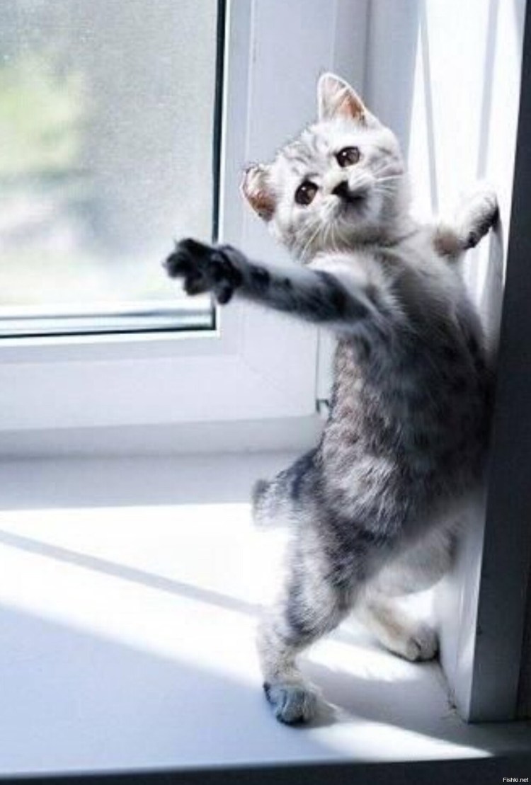 Прощание котик